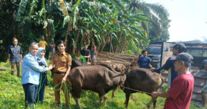 PT BAS menyerahkan lima ekor sapi kepada Kelompok Ternak Sapi Terabas di Desa Keban Agung